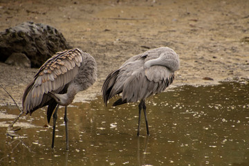 Two sandhill cranes wading in shallow water