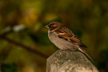 A song sparrow perched on a fence post