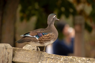 A view of a female wood duck
