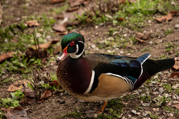 A closeup of a male wood duck