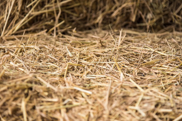 Straw, dry straw, straw background texture.