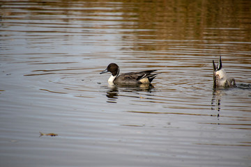 Two ducks swimming in a pond