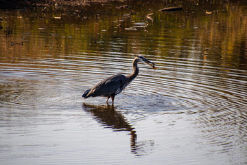A great blue heron standing in a shallow river
