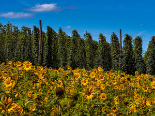 Bavarian Sun Flower field with hop field background