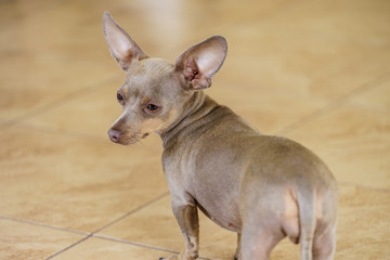 Little dog pinscher indoor