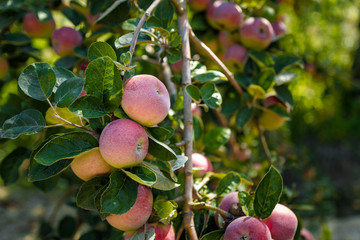 red apples on a tree