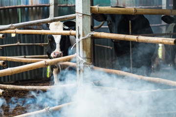 Cow in a cattle farm at Thailand.