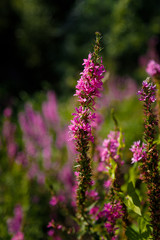Fototapeta premium purple flowers in the garden