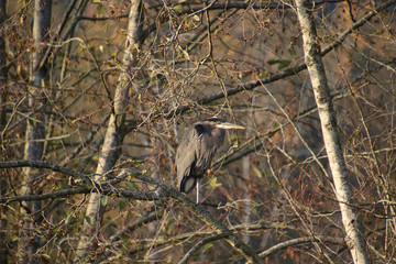 A great blue heron perched in a tree