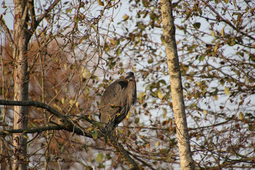 A great blue heron perched in a tree