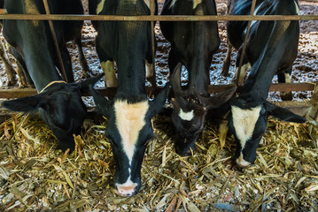 Cow in a cattle farm at Thailand.Closeup of faces and heads.