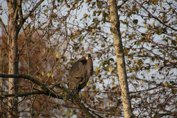 A great blue heron perched in a tree