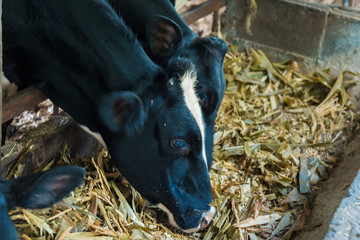 Cow in a cattle farm at Thailand.Closeup of faces and heads.