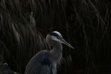 A closeup of a great blue heron