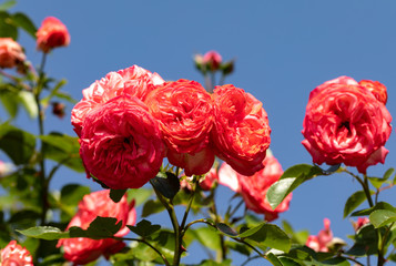 Red roses flowers on the branch in the garden