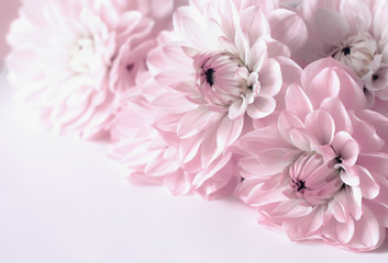 delicate floral background. pink Dahlia closeup. floral postcard.