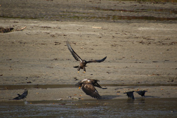 A young bald eagle flying at another eagle