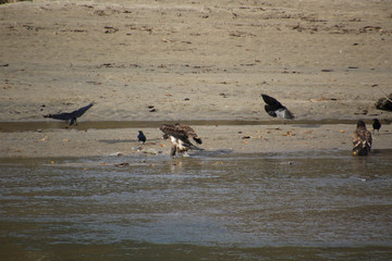 A young bald eagle standing on the edge of a sandy beach