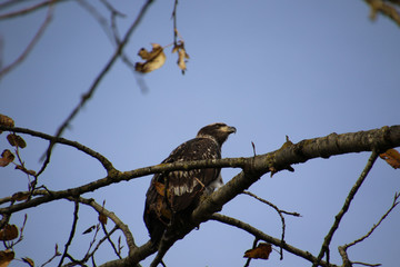 A young bald eagle perched on a tree branch