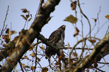 Fototapeta na wymiar A young bald eagle perched on a tree branch