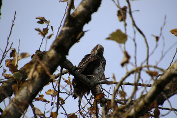 A young bald eagle perched on a tree branch