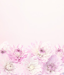 Obraz na płótnie Canvas floral background with pink dahlias. holiday card with flowers. copy space. mockup.