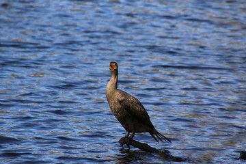 A black cormorant perched on a log
