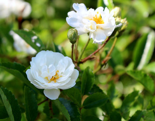 Closeup of beautiful white rose photographed in organic garden with blurred leaves.Nature and roses