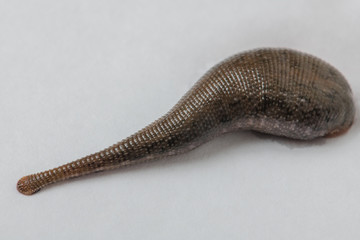 Leech isolated on white background