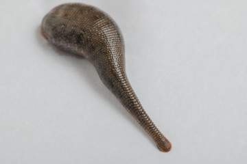 Leech isolated on white background