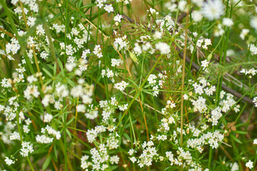 Field of small blooming white wild flowers. Nature background                       