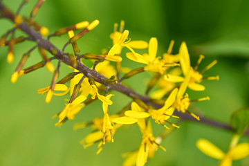  close up of bright yellow blooming flower in the garden                              