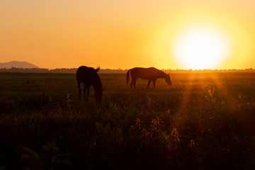 Two horses graze in a field at sunset. Backlit warm light from the sun going over the horizon.