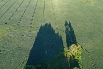Morning shadows on green spring wheat field, aerial