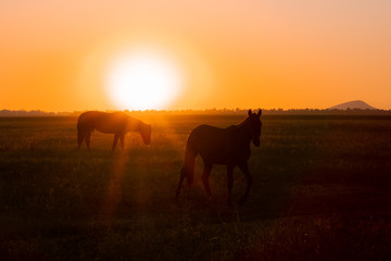 Two horses graze in a field at sunset. Backlit warm light from the sun going over the horizon.