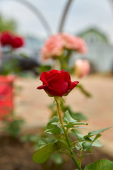 Fototapete bei efototapeten.de bestellen   