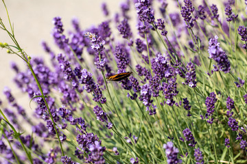 Obraz premium the blooming lavender flowers in Provence, near Sault, France