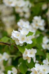 Beautiful blossoming branch of jasmine in garden