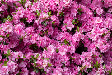 Fototapeta premium Pink Japanese Azalea on the branch in the garden
