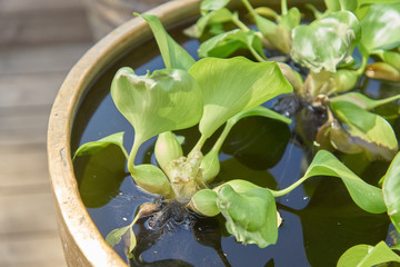Water plants in the barrel. Garden decoration