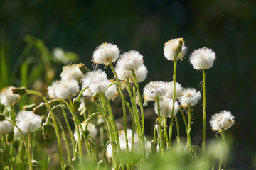 Blooming white fluffy coltsfoot fowers in the meadow
