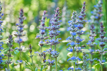 beautiful purple flowers in the forest. Meadow herbs.