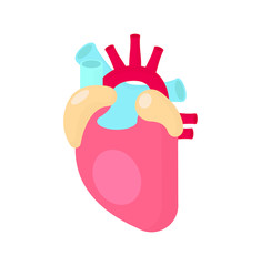 Obraz premium Anatomical Heart. Flat style design - vector