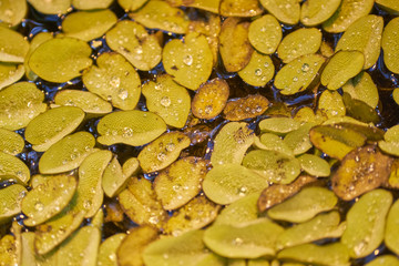 Tropical plant on the pond. Natural background