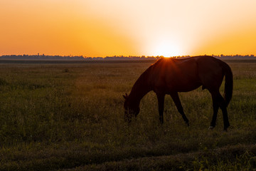 Fototapeta na wymiar A horse grazes in a field at sunset. Backlit warm light from the sun going beyond the horizon.