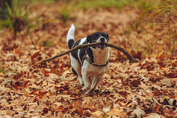 Young puppy playing in the autumn leaves chasing sticks 