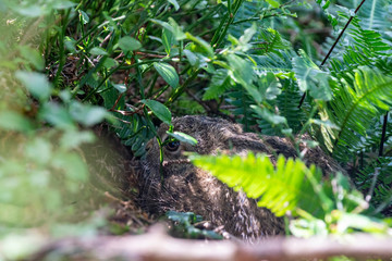 Junges Häschen versteckt sich in den Heidelbeersträuchern