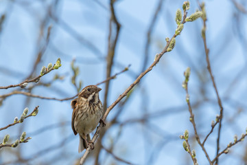 female reed bunting (emberiza schoeniclus) sitting in branches