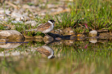 male reed bunting (emberiza schoeniclus) mirrored in water