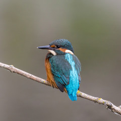 young common kingfisher (alcedo atthis) sitting on perch